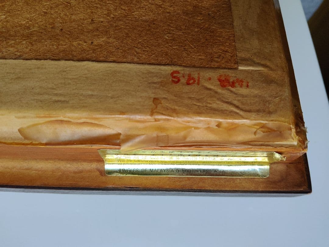 モルフォ 蝶 昆虫 標本 アート インテリア アンティーク 額装 額入り