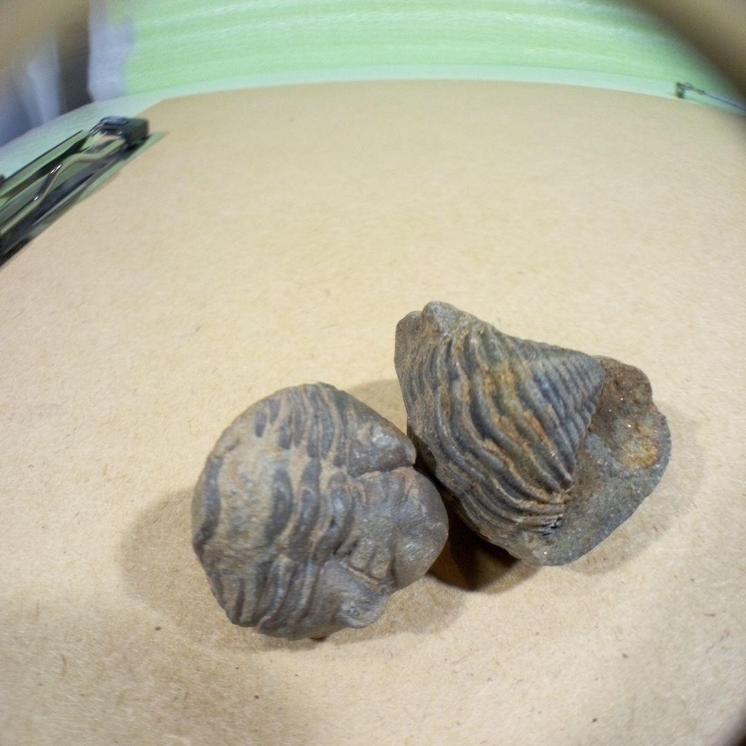 三葉虫　化石　fossil　ボリビア産　レア　Fossil判別⑥