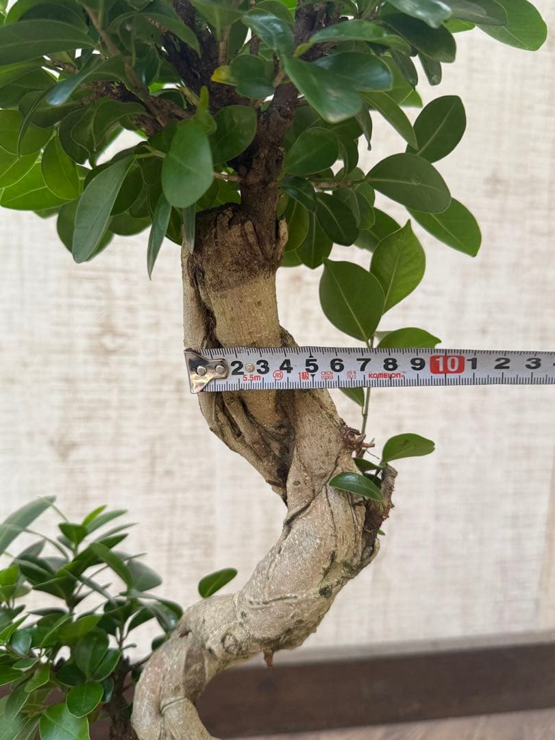 ☆ ガジュマル♪ 沖縄産原木◦太幹ねじり 80cm ⑦号♪