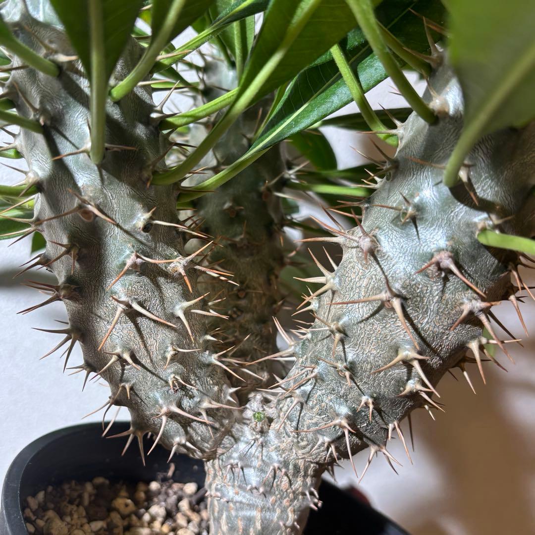 【トリプルヘッド】パキポディウム ラメリー レア 多頭