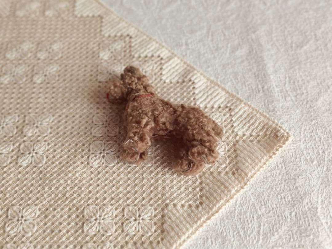 * vintage dog ❀ クルクル巻き毛がキュートな ワンちゃん