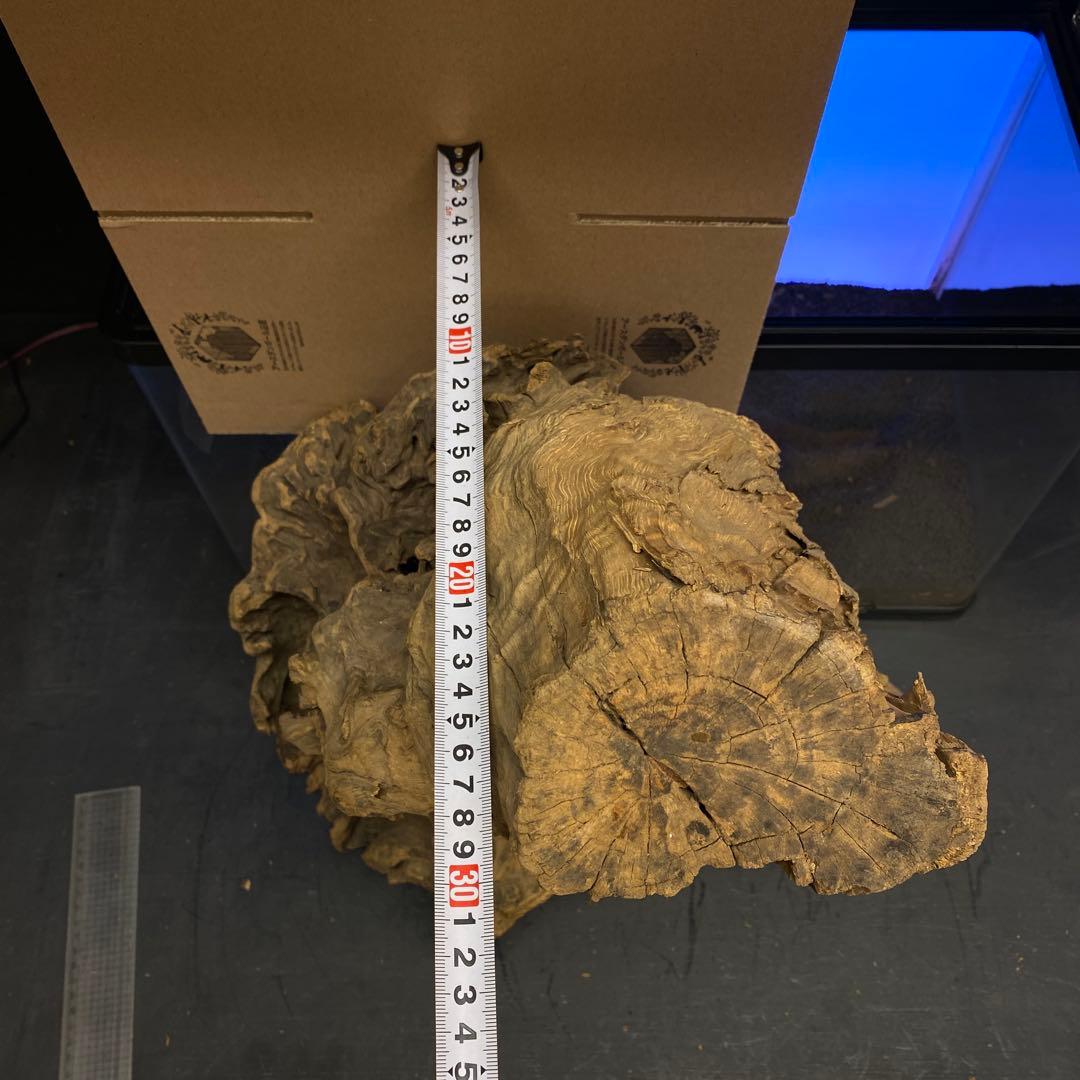 MRW-6266 特大天然流木　自立流木　1点物　枝流木　アクアリウム 爬虫類