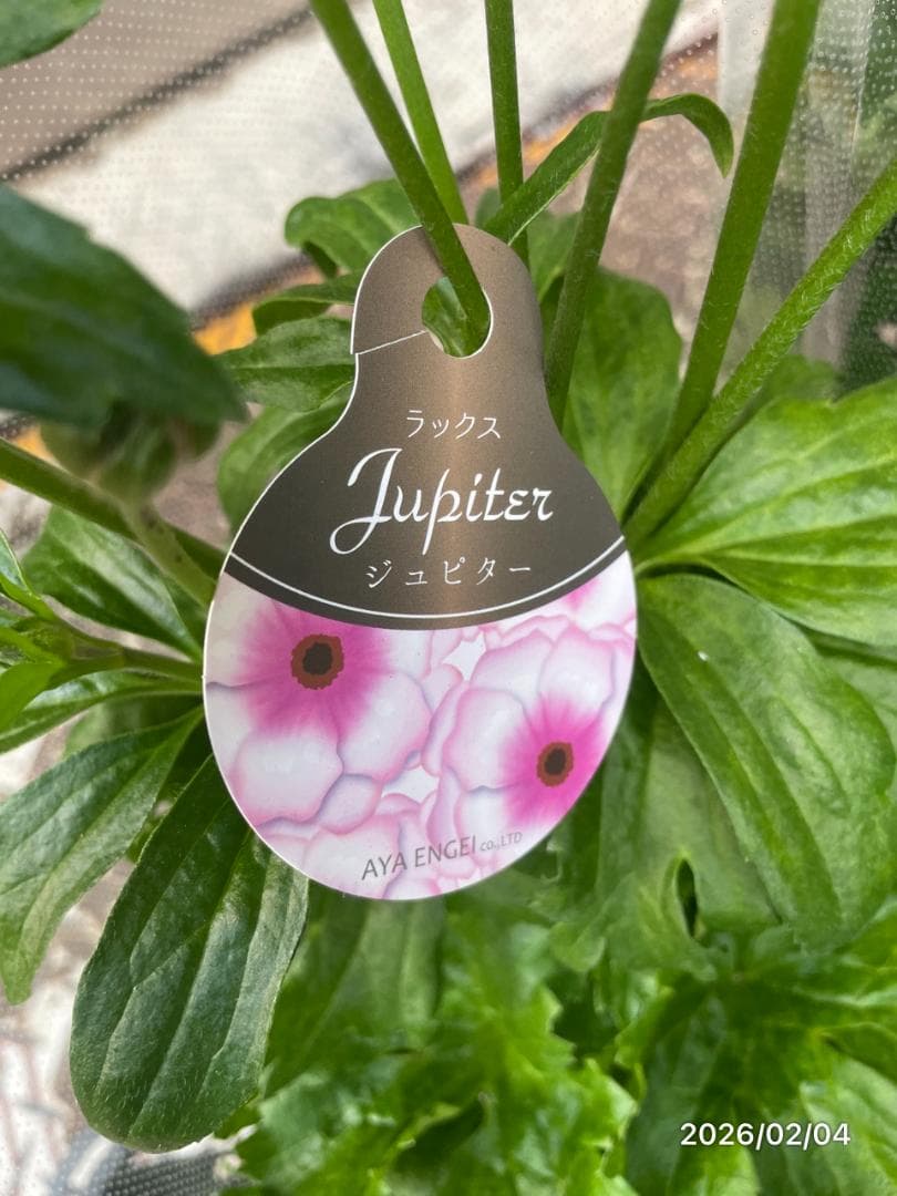 2/4　入荷商品　　　ラナンキュラス　ラックス　6種類　5号　化粧鉢