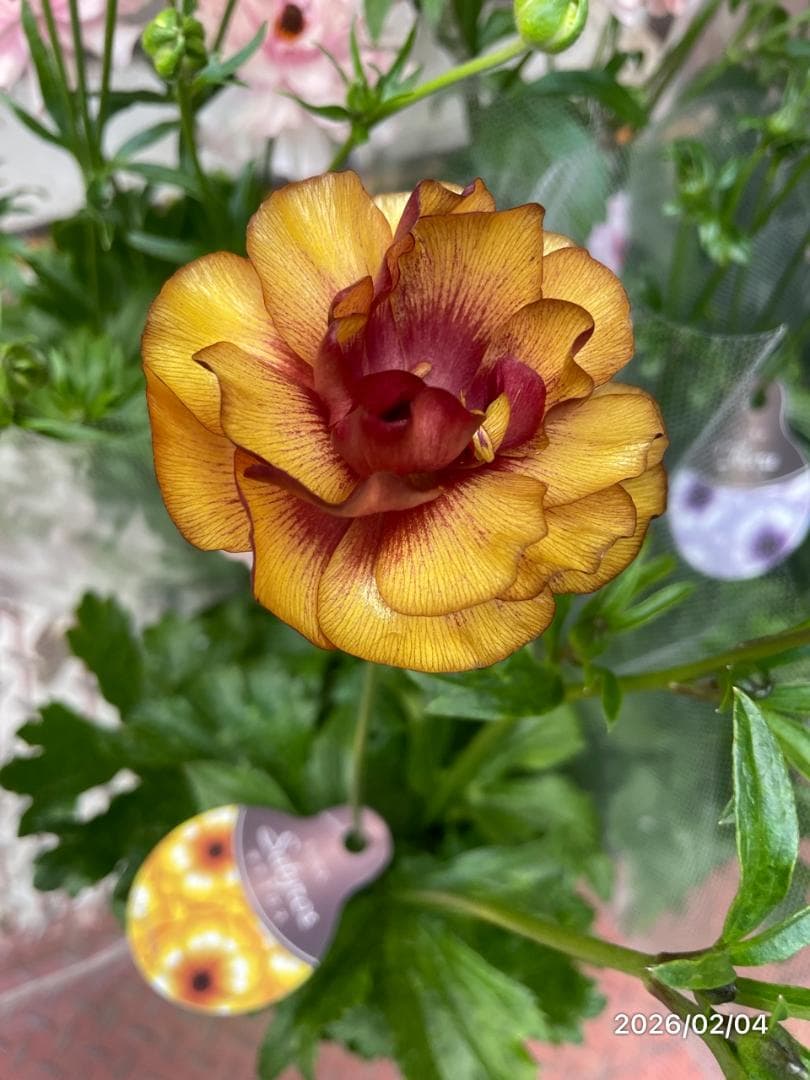 2/4　入荷商品　　　ラナンキュラス　ラックス　6種類　5号　化粧鉢