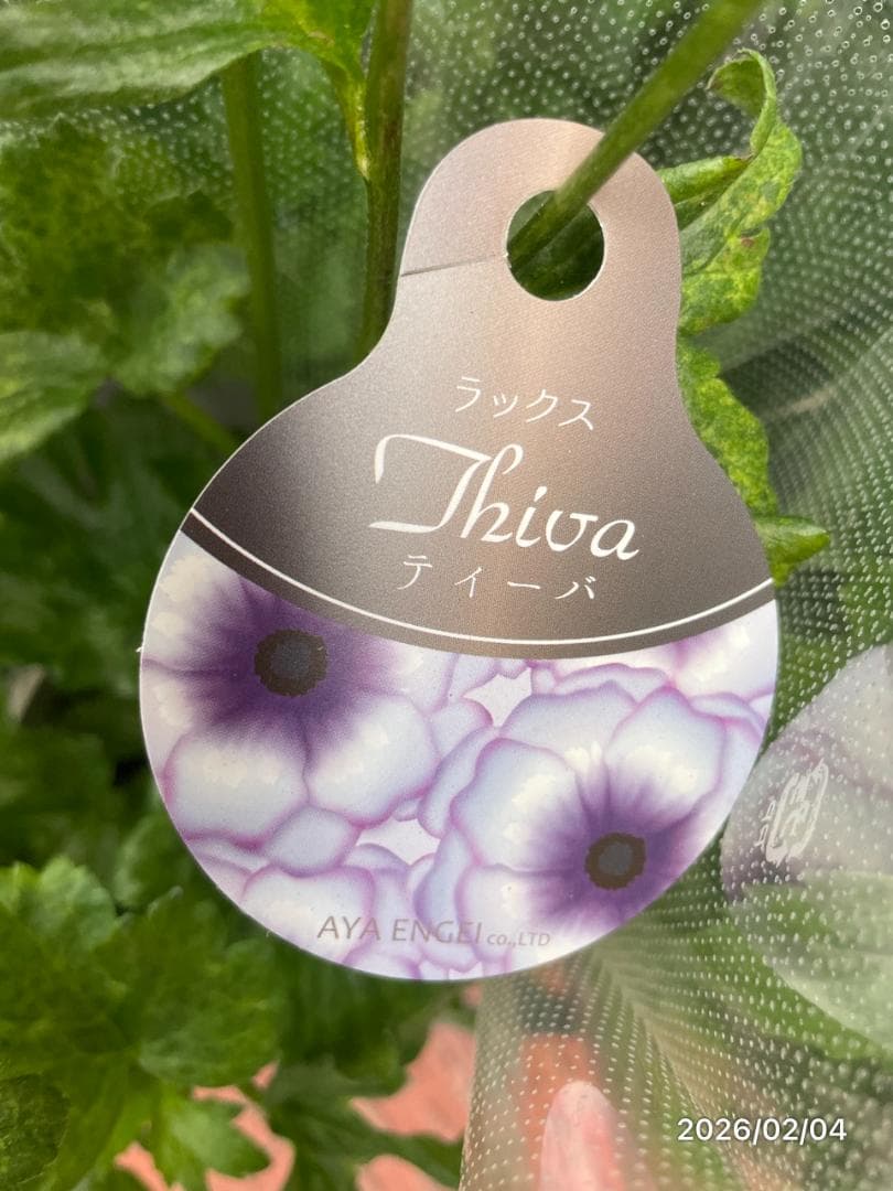 2/4　入荷商品　　　ラナンキュラス　ラックス　6種類　5号　化粧鉢