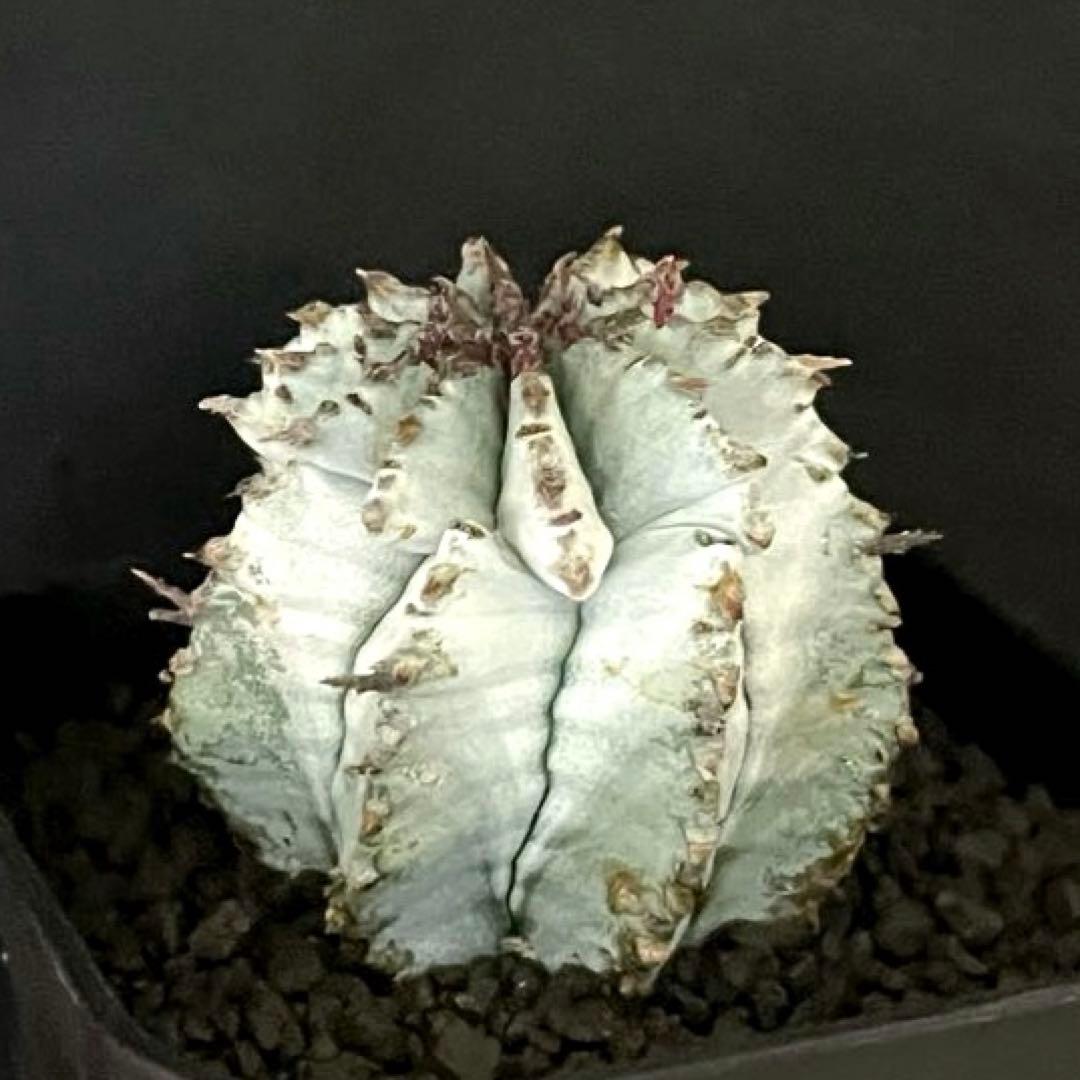 翠*緑様 ユーフォルビア ホリダ スーパーホワイト 極白 SSSランク カキ子