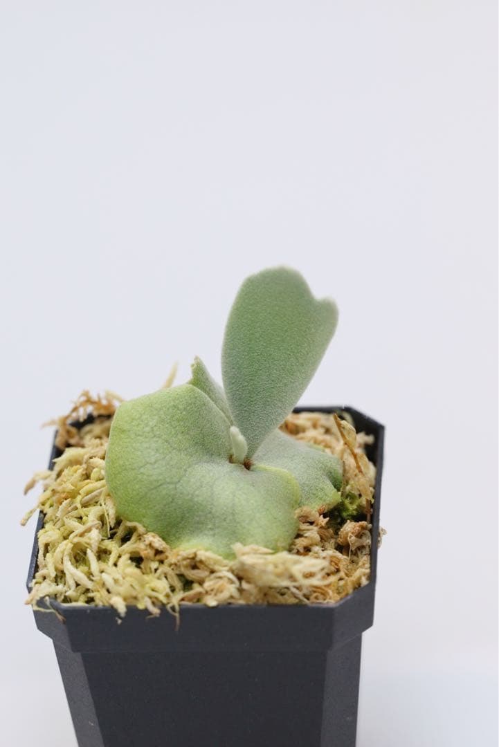 ビカクシダ P.Willincky Gabriel