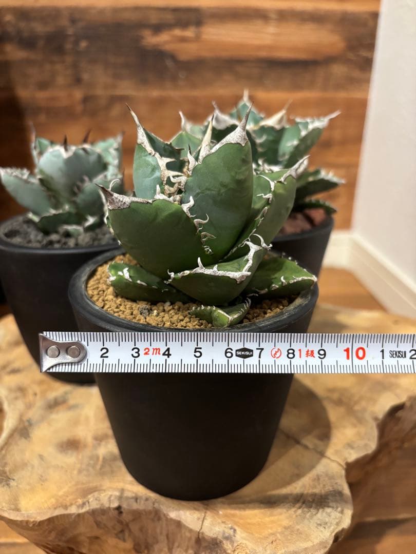 アガベ 白火焔 SAD 南アフリカダイアモンド BB ３点セット