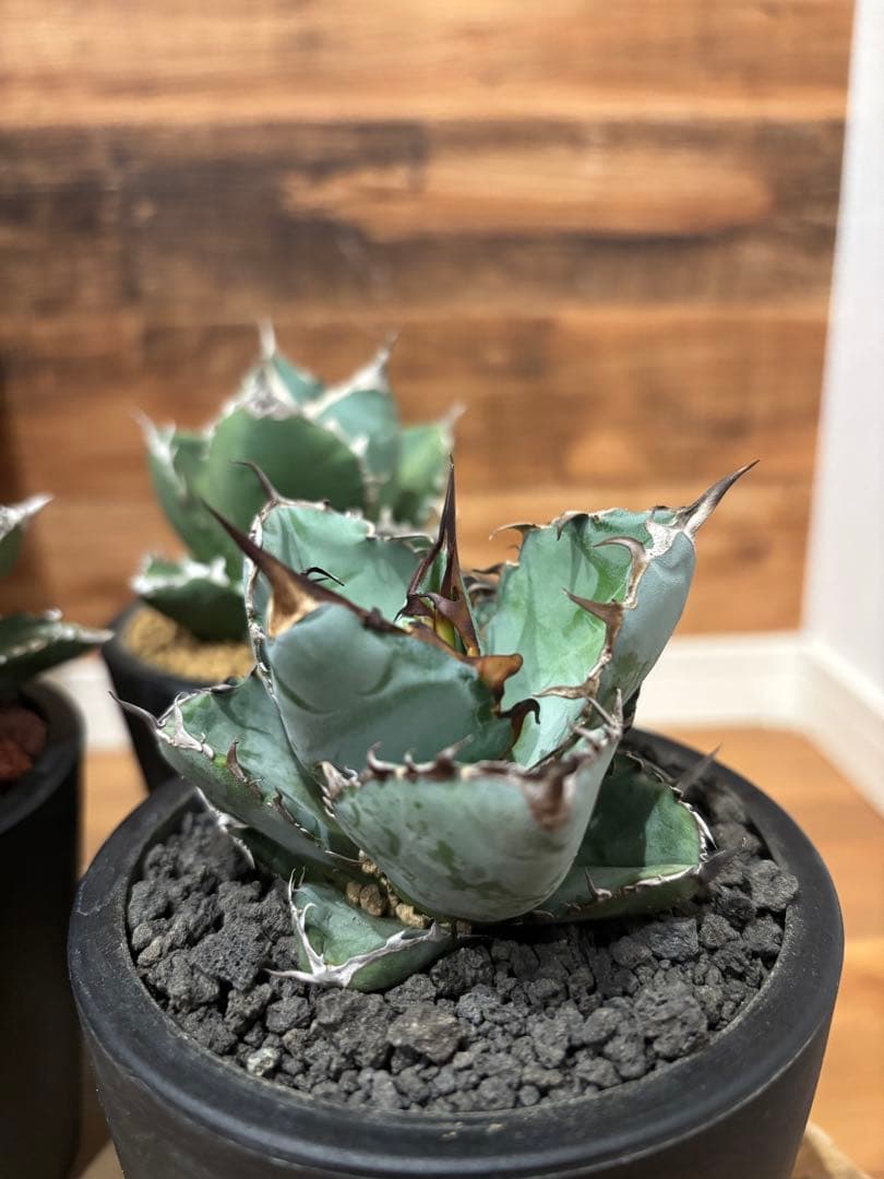 アガベ 白火焔 SAD 南アフリカダイアモンド BB ３点セット