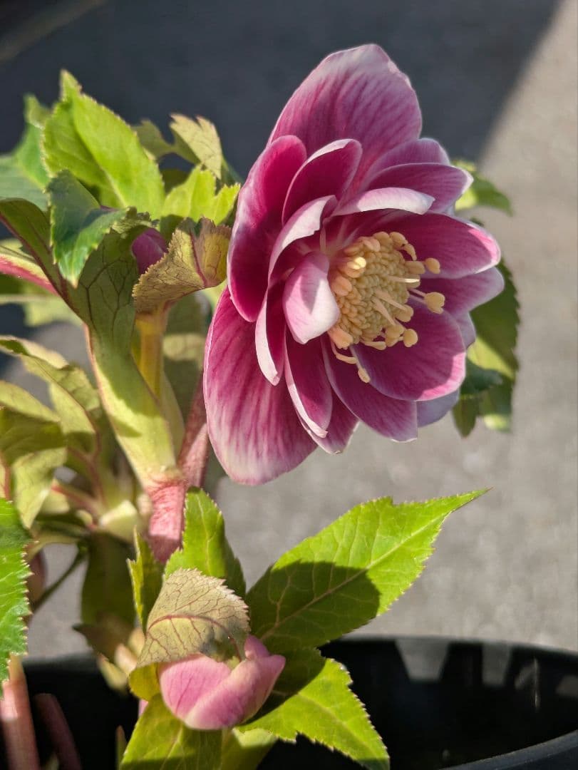 【広瀬園芸】クリスマスローズ　ソレイユ系dd整形花