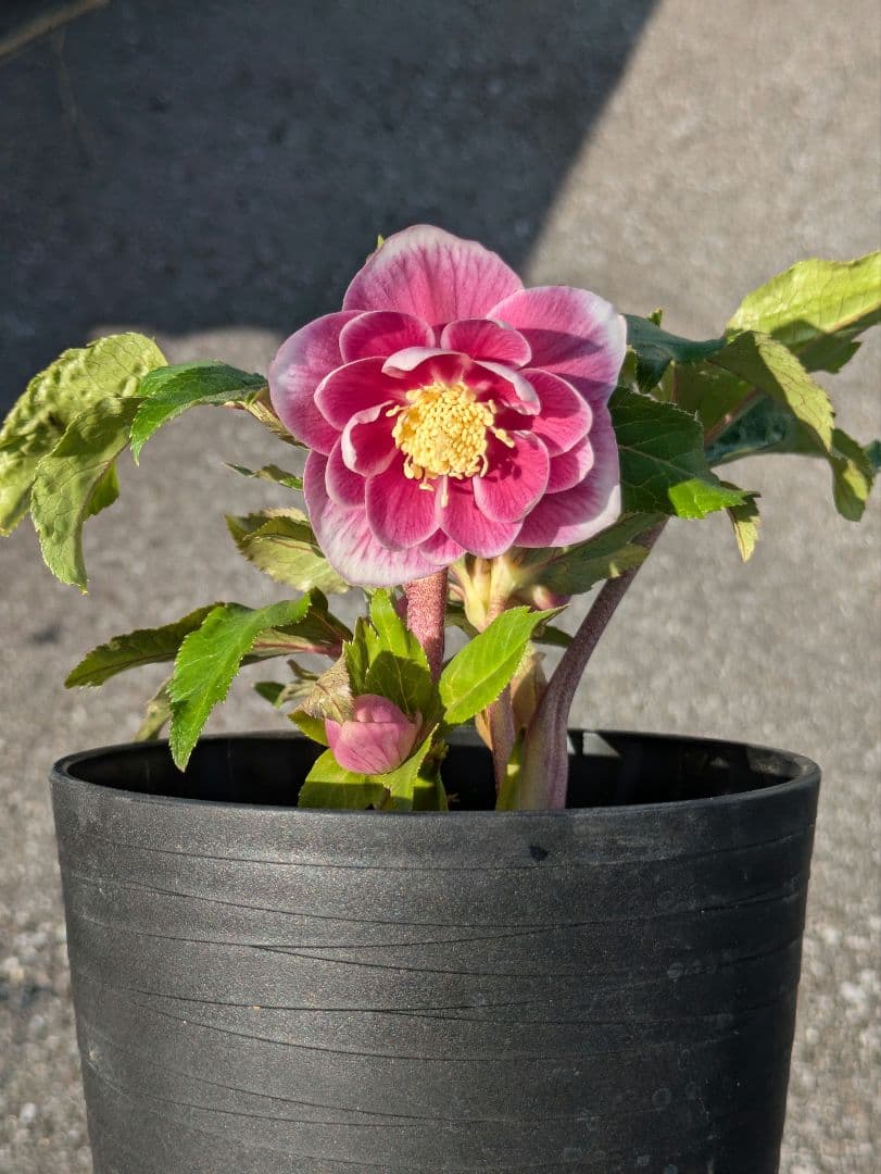 【広瀬園芸】クリスマスローズ　ソレイユ系dd整形花