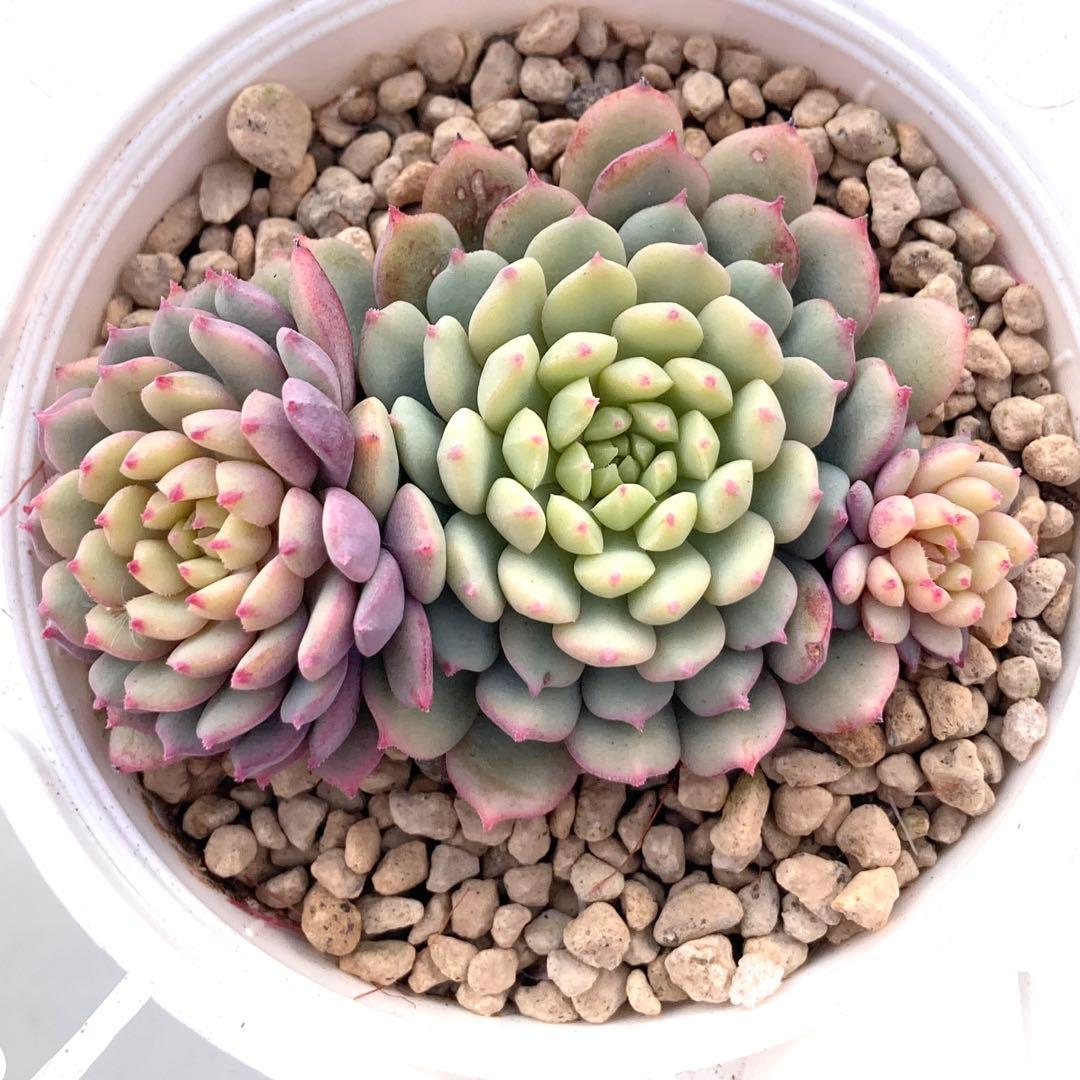 花*ん様 【鉢付き】ミックスベリア ちょこん8苗セット売りまとめ売りおらいさん自