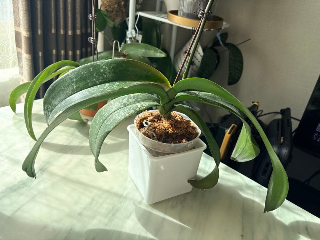 超レア★【強香大株】希少交配種★シレリアナｘスチュアートアナ 洋ラン　洋蘭