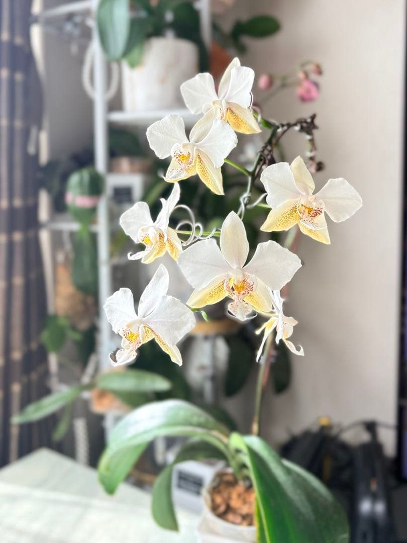 超レア★【強香大株】希少交配種★シレリアナｘスチュアートアナ 洋ラン　洋蘭