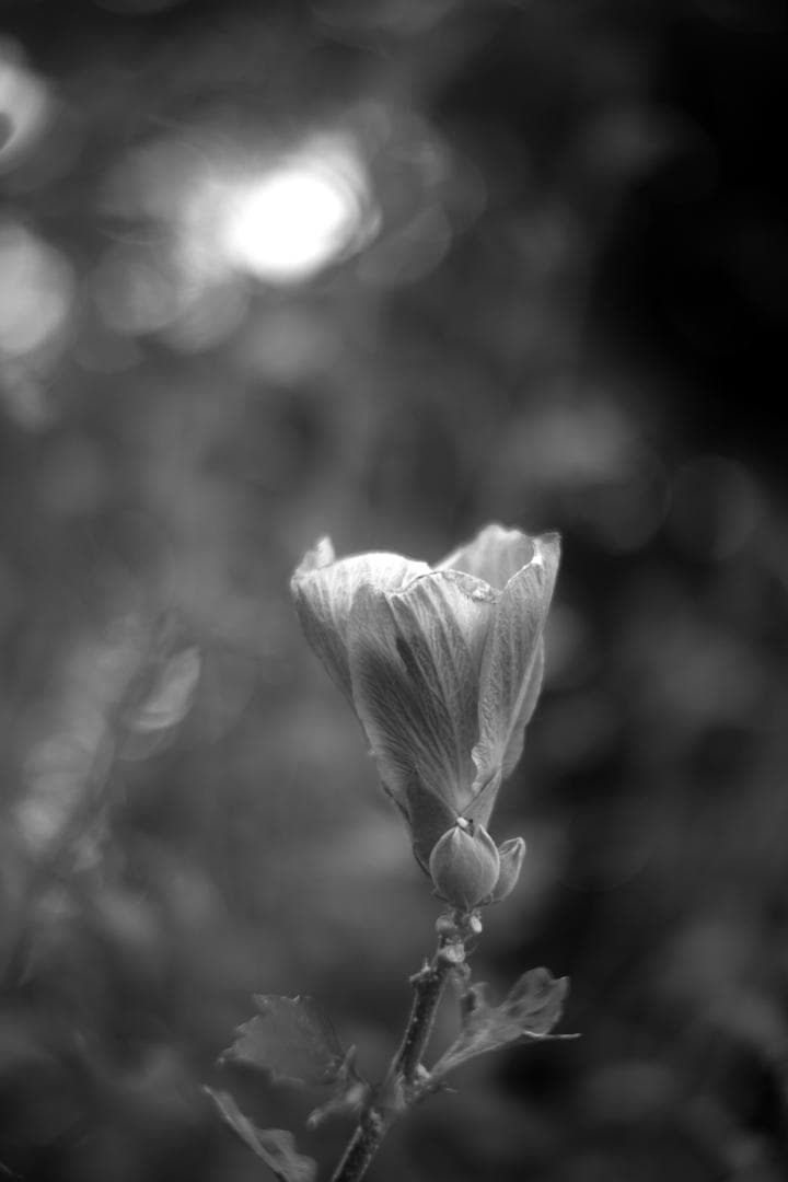 限界値下げ！Som Berthiot 50mm f2.8 NEX改 銘玉