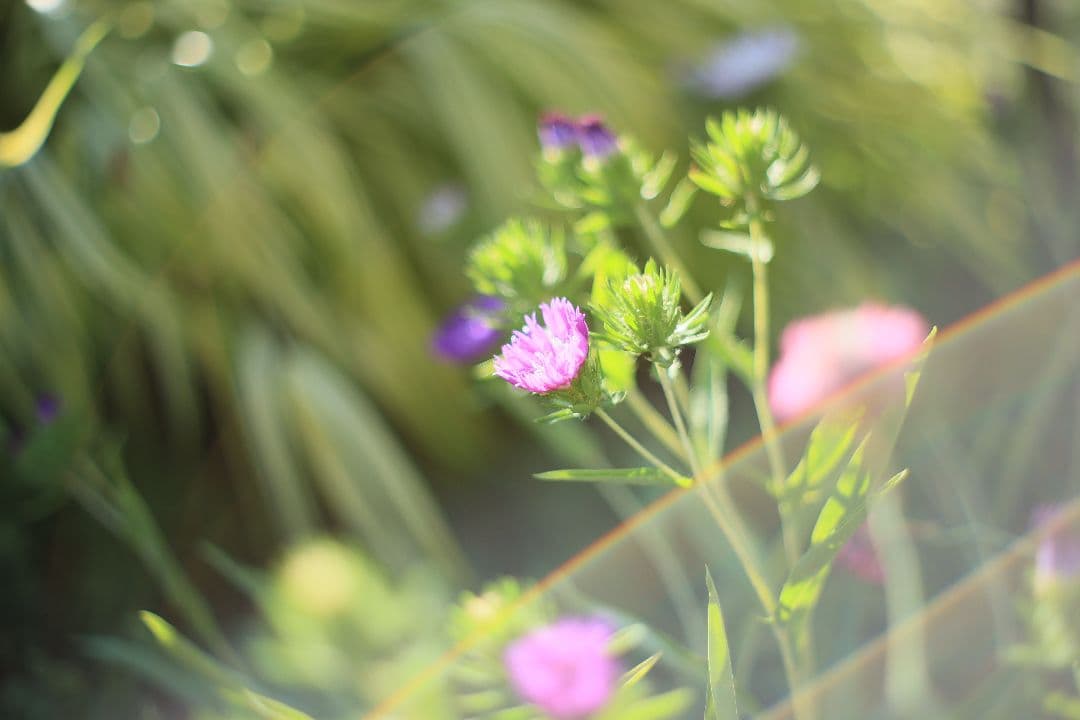 YASHICA AUTO YASHINON-DX 50mm F1.7 光学美品