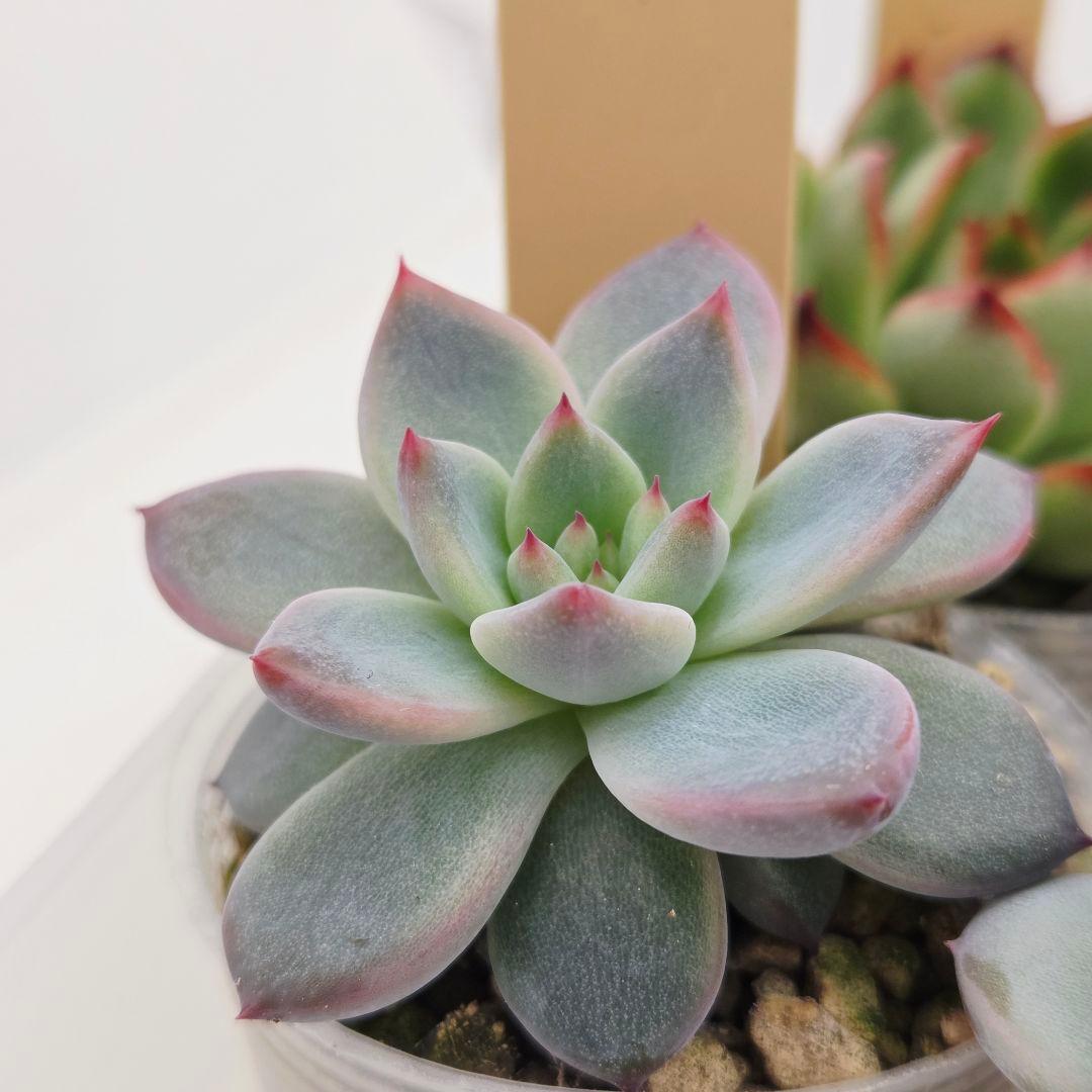 ⑥大きめ ももホイップ❣️中里リンゼアナ交配❣️発根済6苗メルカリ便込