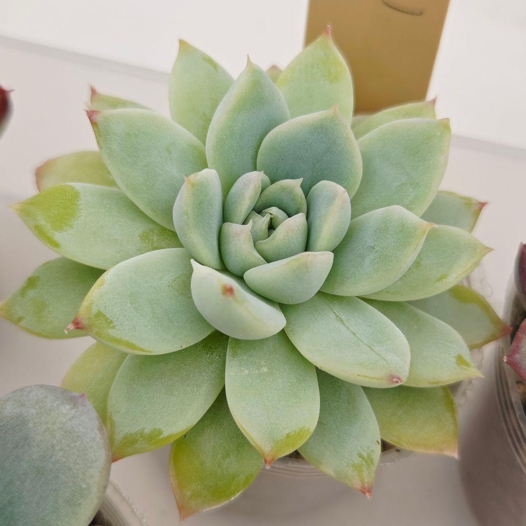 ⑥大きめ ももホイップ❣️中里リンゼアナ交配❣️発根済6苗メルカリ便込