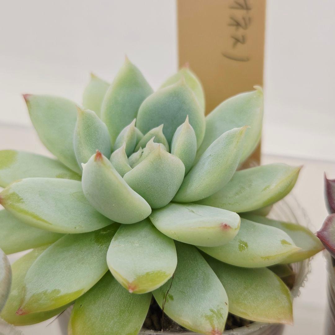 ⑥大きめ ももホイップ❣️中里リンゼアナ交配❣️発根済6苗メルカリ便込