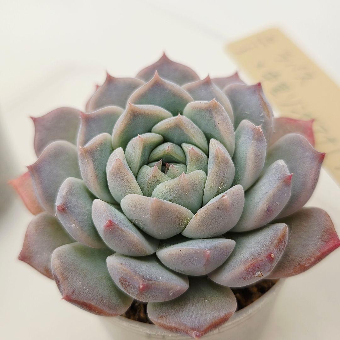 ⑥大きめ ももホイップ❣️中里リンゼアナ交配❣️発根済6苗メルカリ便込