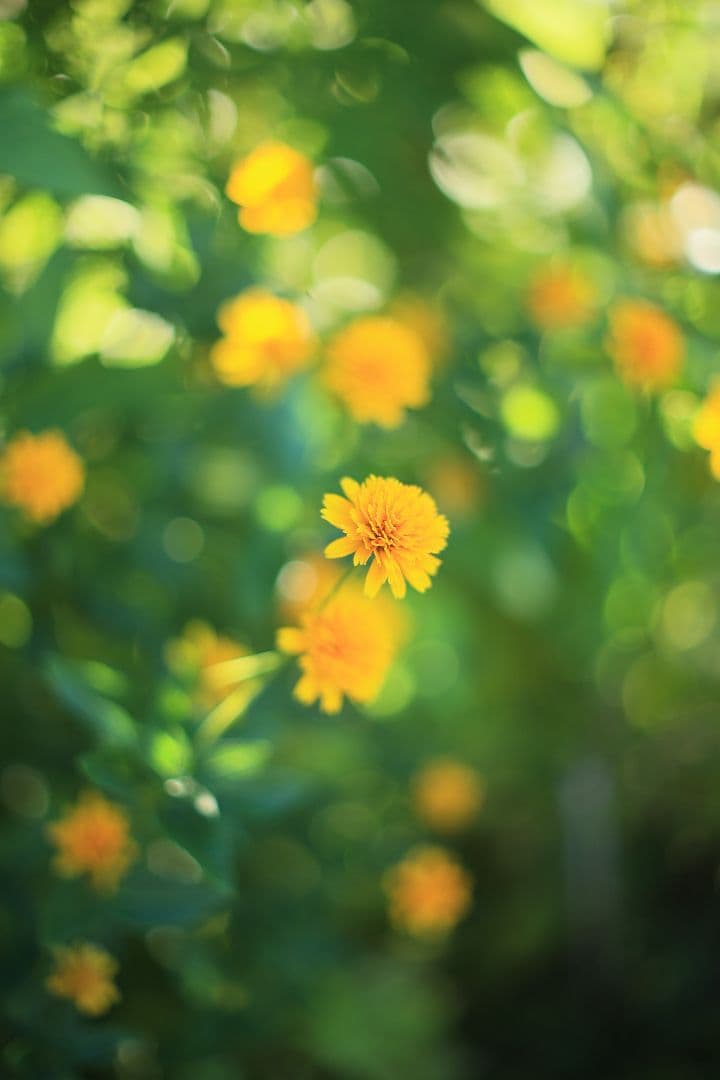 《希少》YASHICA LENS ML 50mm F1.4 後期型 【良品】