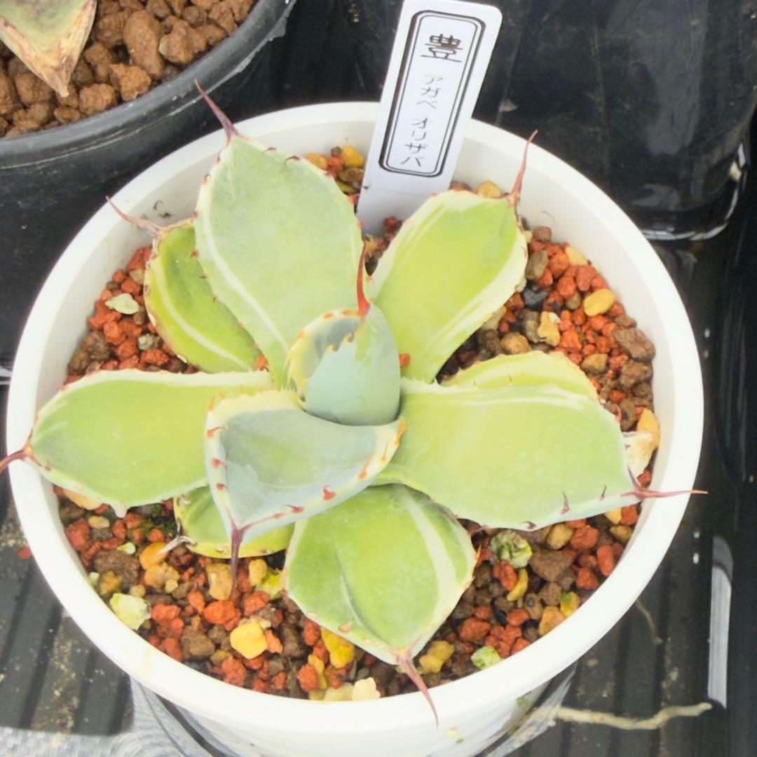 アガベ オリザバ OC株