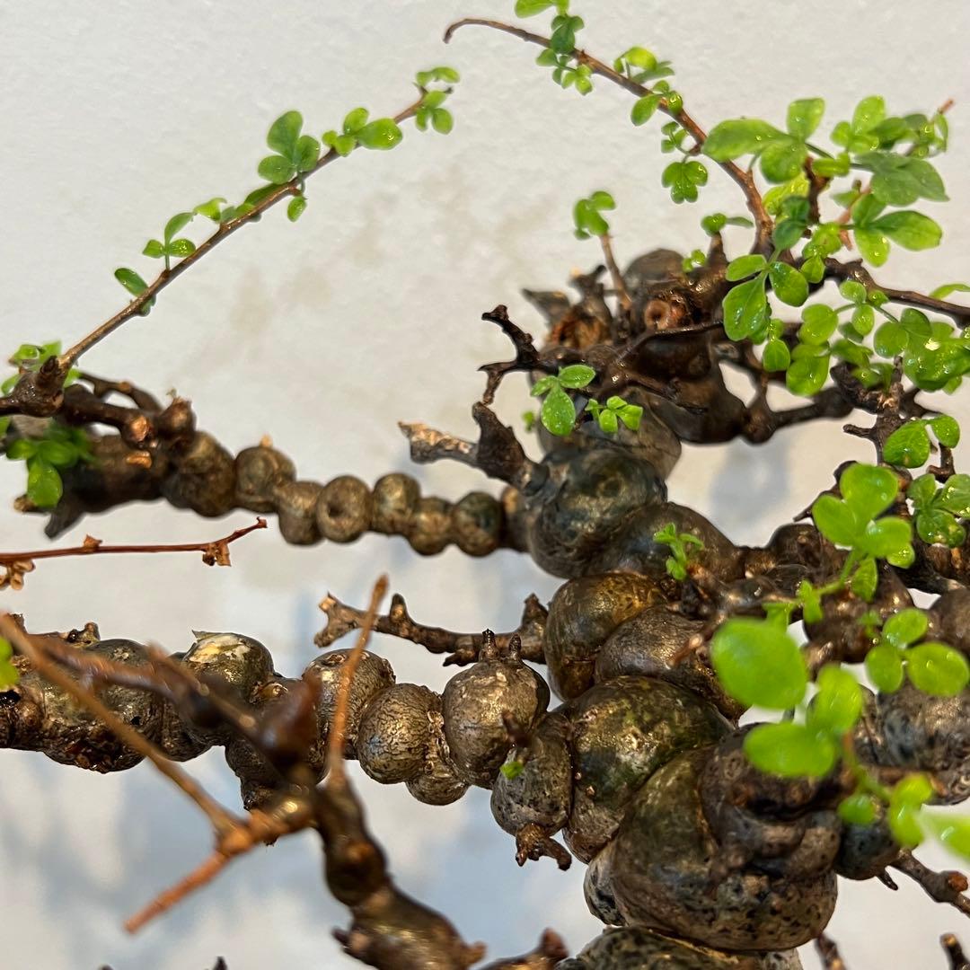 【希少株】コミフォラ エイル 現地球 発根済 塊根植物 サボテン コーデックス