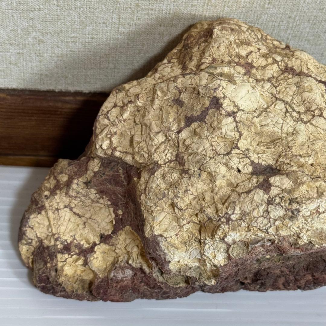 鑑賞石　化石入り？