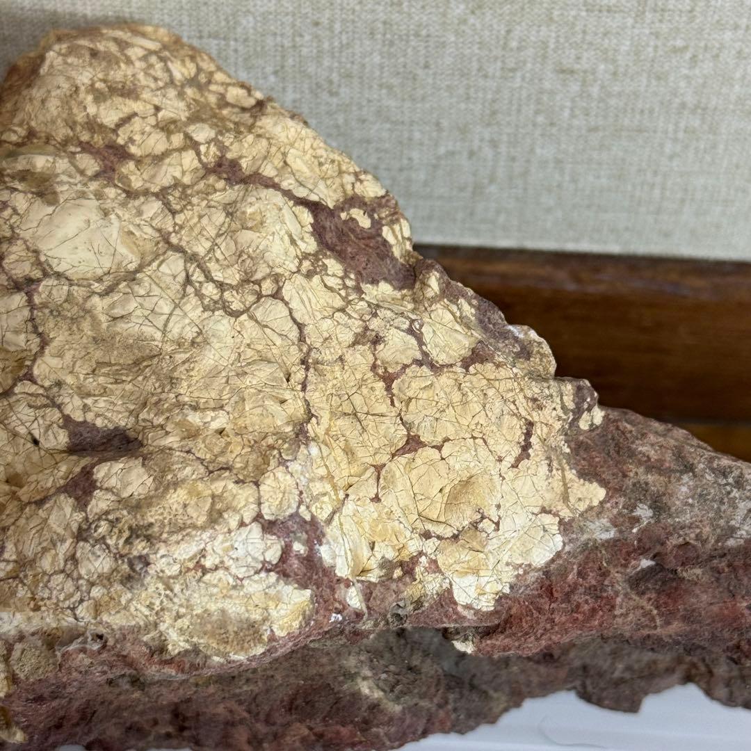 鑑賞石　化石入り？