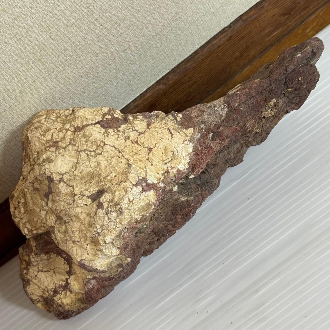 鑑賞石　化石入り？