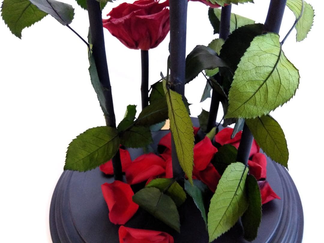 ROSE GALLERY 銀座 プリザーブドローズ(5本立ち) ドームケース付き