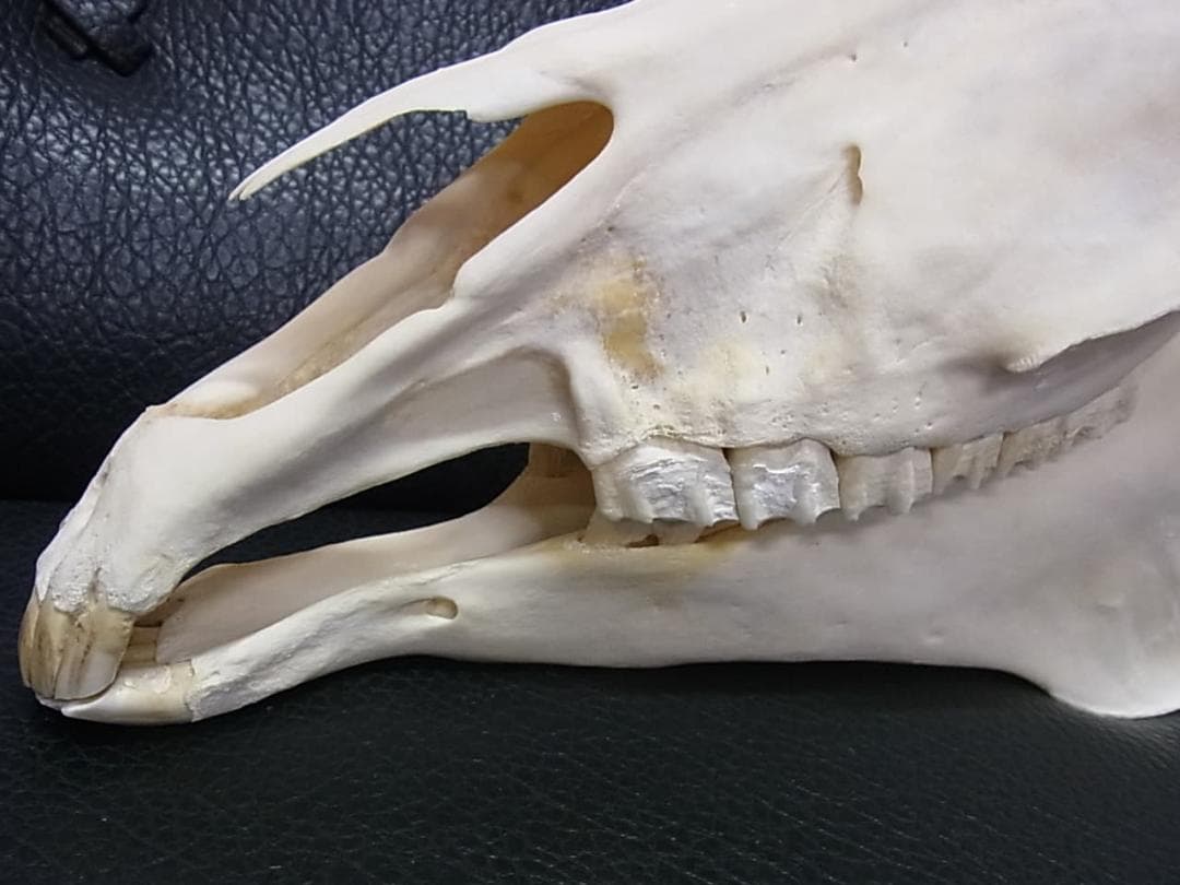 高品質！特大サイズ　イングリッシュ・サラブレッド　頭骨