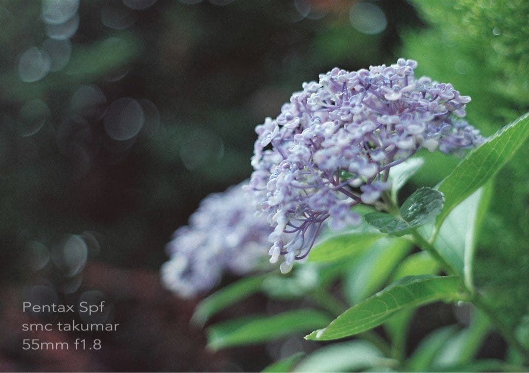 試写作例多数★pentax spf★リザード本革ブラック★美品＊完動品＊初期保証