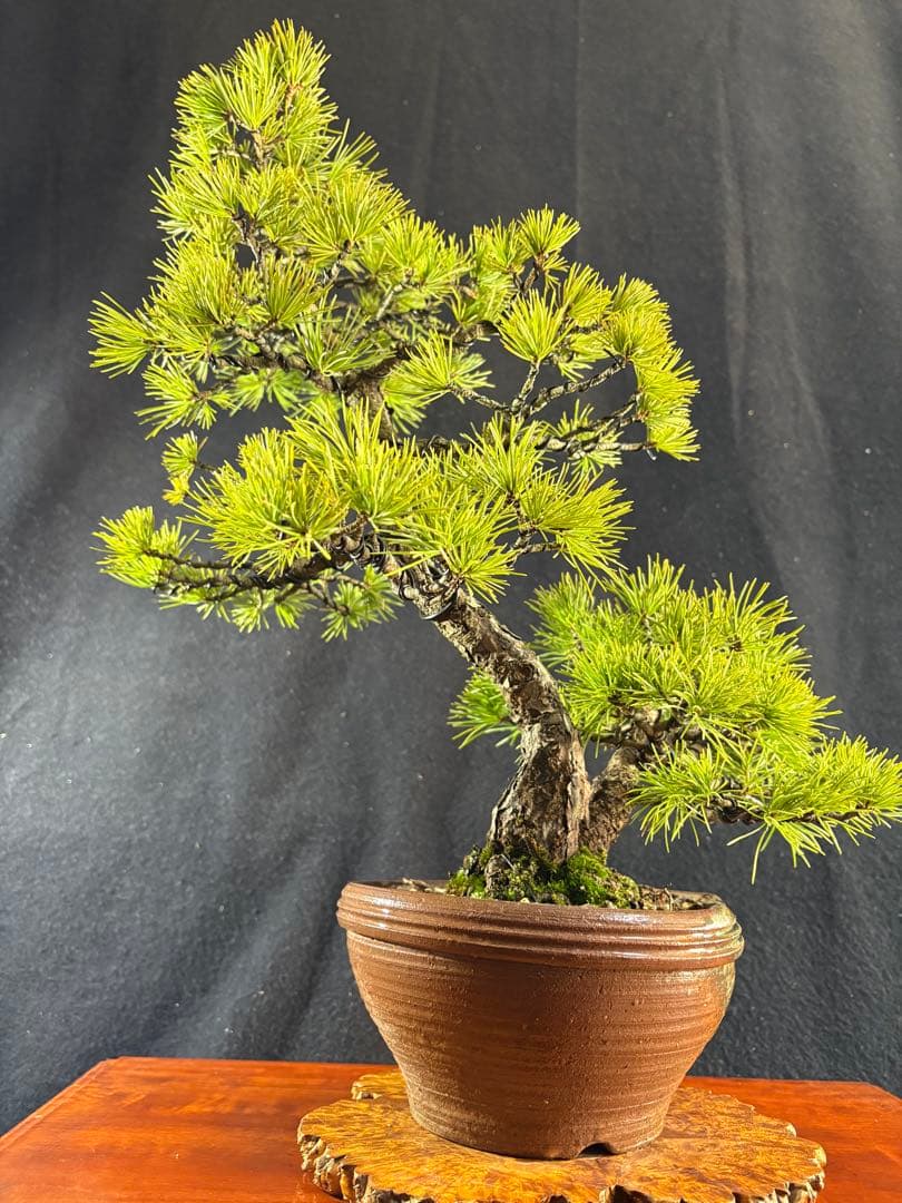 中品盆栽、赤石五葉松、双幹作り 目立った傷や汚れなし