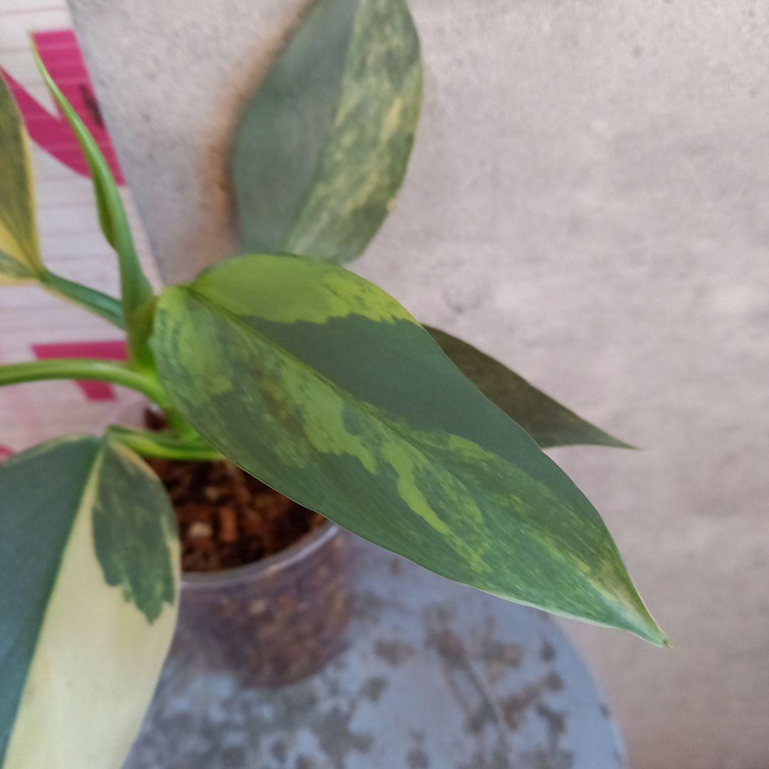 超希少 フィロデンドロン　シルバーソード斑入 (ハスタータム斑入)