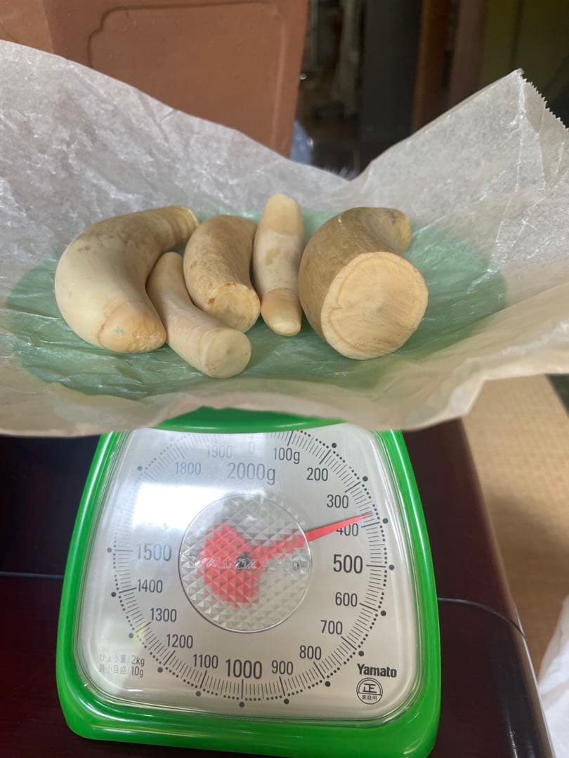 O*)様 マッコウクジラの歯　鯨歯　未加工370g