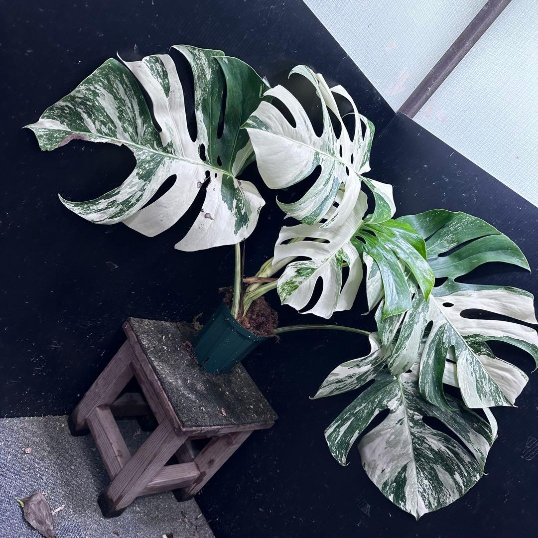 N*e様 斑入りモンステラ ホワイトタイガー極美大株58cm白斑多