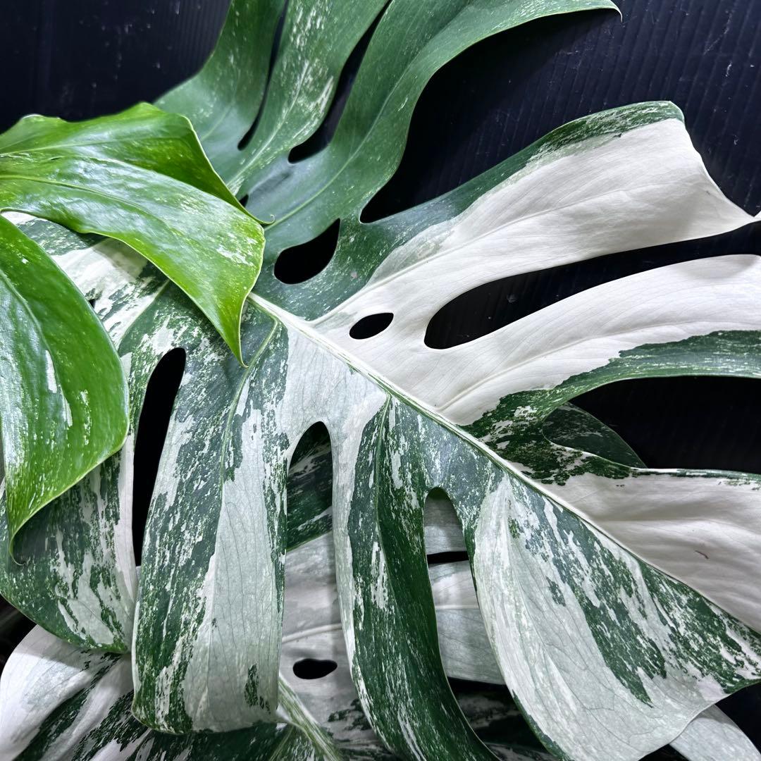 N*e様 斑入りモンステラ ホワイトタイガー極美大株58cm白斑多