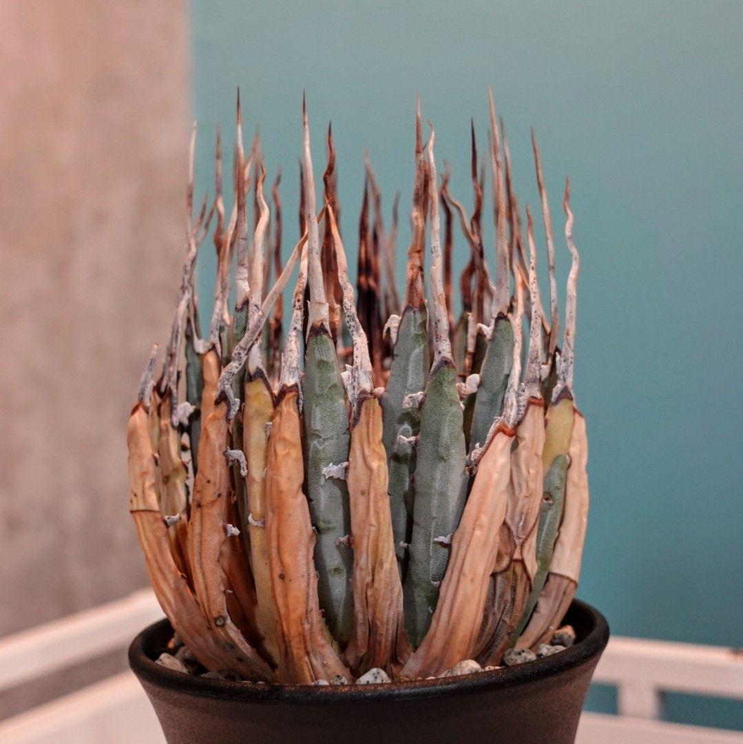 し*ん様 【発根済・3.5号サイズ】陽炎・エボリスピナ/鉢ごと発送