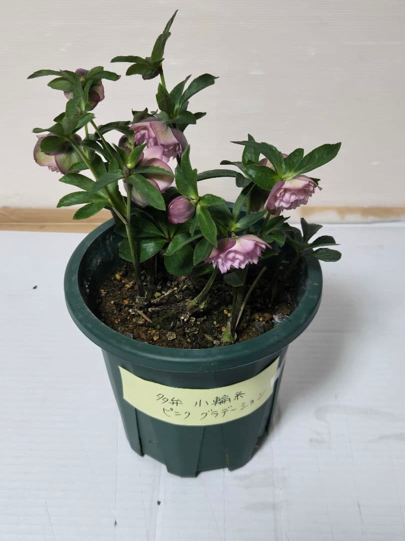 ☆クリスマスローズ☆多弁小輪系　ピンクグラデーション☆7号鉢☆