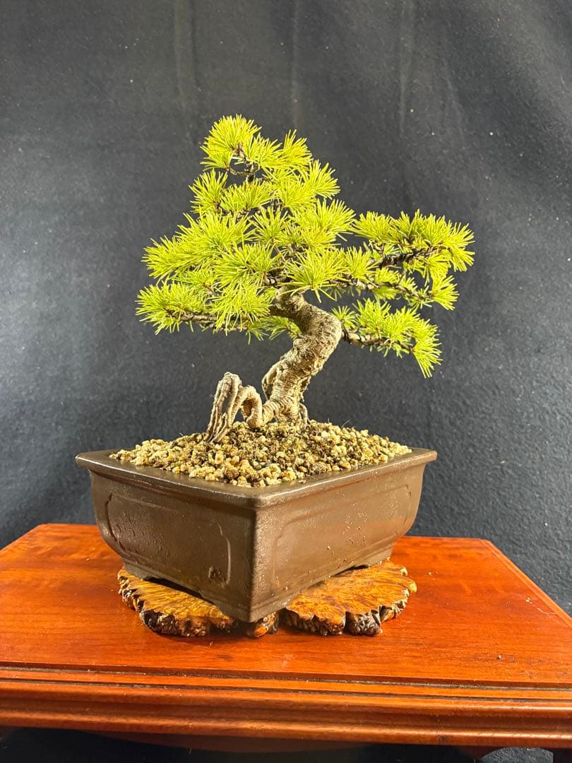 貴風盆栽、赤石五葉松、根上がり、模様木 目立った傷や汚れなし