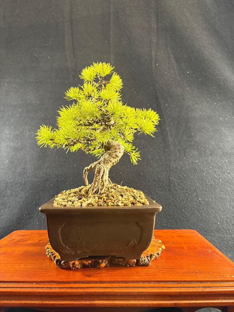 貴風盆栽、赤石五葉松、根上がり、模様木 目立った傷や汚れなし
