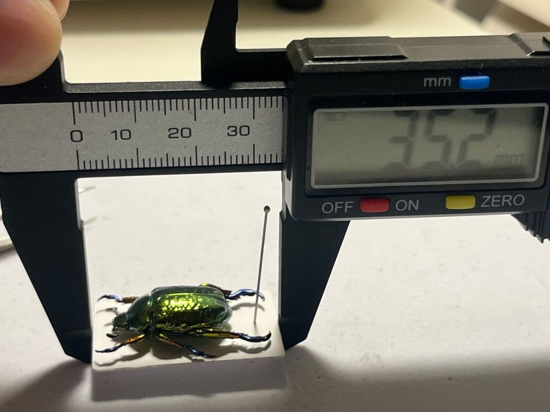 【属内最高峰】Pelidnota cyanitarsis　標本 プラチナコガネ