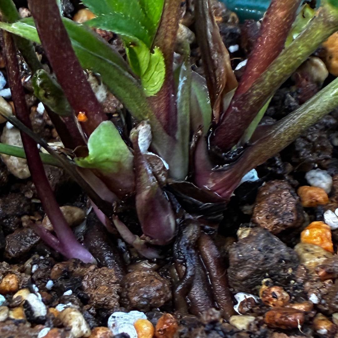 ま*️様 3486☘️蕾花タグ付き☘️⭐️マイクロヒデコート⭐️小輪⭐️コンパク