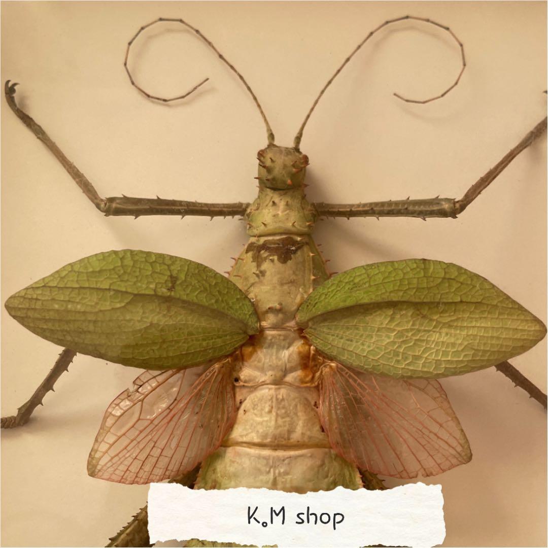 剥製　マレーオオナナフシ　標本　昆虫