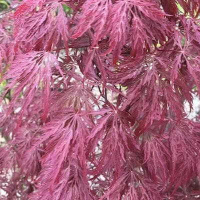 《現品》赤枝垂れ紅葉（アカシダレモミジ）樹高1.3ｍ（根鉢含まず）50【苗木】
