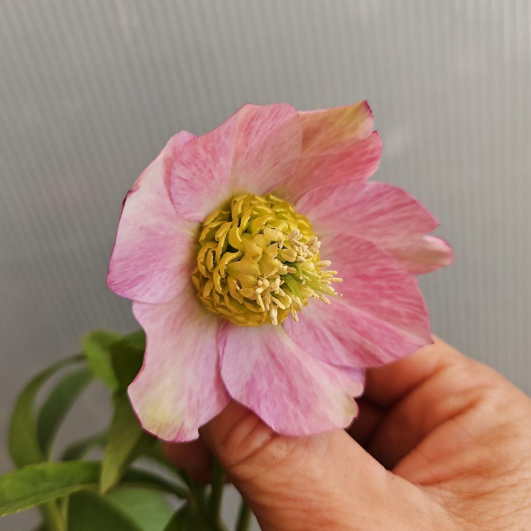 ㉖-368クリスマスローズ