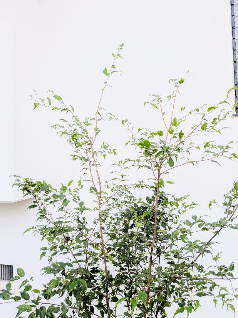 抜群。。山採りハイノキ。。