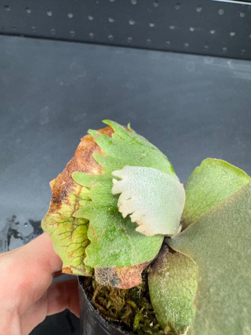 ビカクシダ　YMDS Totoro HHRナーセリータグ付け #348