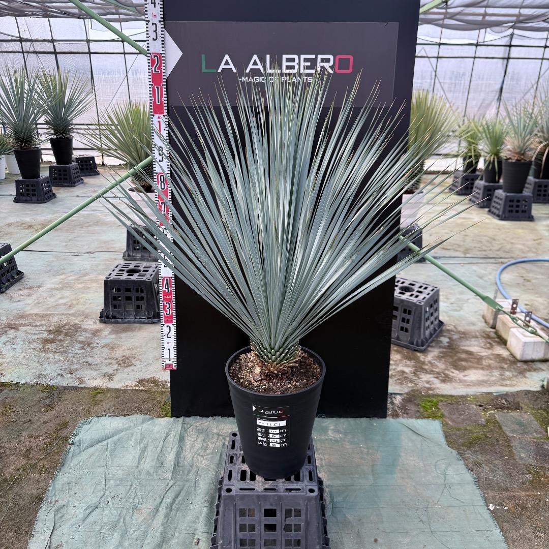 は*な様 【AL1151】ユッカ　ロストラータ　ランチョブルー　数量限定